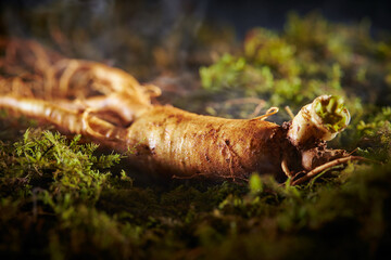 Ginseng, ginseng on moss background	