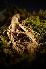 Ginseng, ginseng on moss background	
