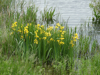 Flowers of wild yellow marsh irises on the shore of the lake