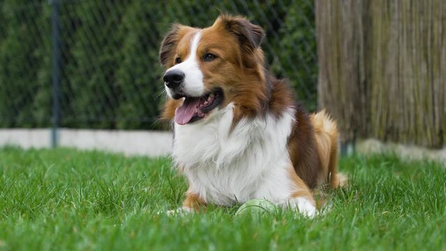 A happy border collie with his tongue out, resting on the green grass in the backyard