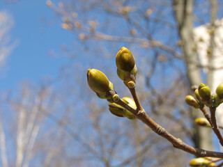 A branch with buds of a holly maple spring nature