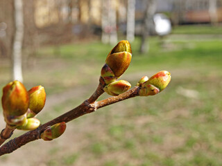 A branch with buds of a holly maple spring nature