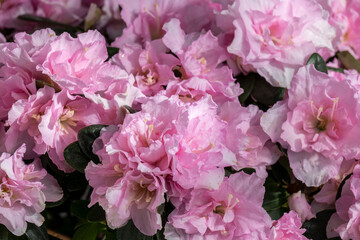 Blooming azalea, beautiful pink colors flower, seasoning gardening concept