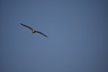 soar into the sky, bird 