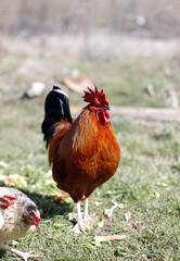 gallo con plumas rojas suelto libre en la granja