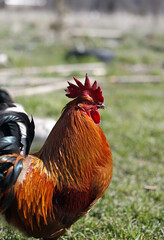 gallo suelto en el corral con pose altanera