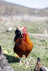 gallo suelto en el corral posando y altanero