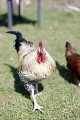 gallo en corral de campo libre