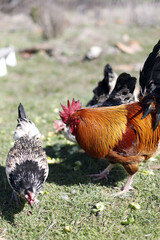 gallos y gallinas en libertad picoteando en el campo