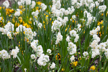 white Daffodil flowers blooming in spring natural. wallpaper. Floral background.