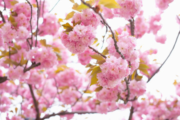 Pink cherry sakura flowers blooming on the tree. Spring background. Cherry blossoms and green natural backdrop. Easter springtime wallpaper.