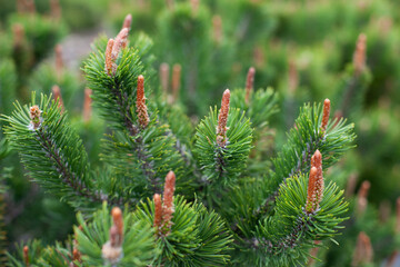 green pine tree branches closeup background. evergreen eco conifer texture backdrop