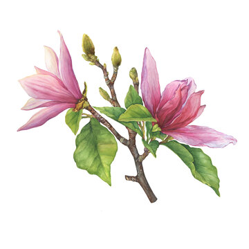 Branch of pink bright magnolia liliiflora flowers (also called mulan magnolia, woody-orchid). Botanical watercolor hand drawn painting illustration, isolated on white background.