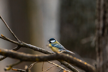 Great tit in a forest