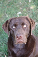 chocolate labrador puppy