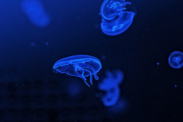 Naklejka na ściany i meble Shooting macro Jellyfish Aurelia Aurita underwater