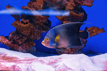 Underwater shot of fish Pomacanthus semicirculatus