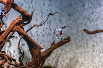 Underwater shot of fish pterophyllum scalare altum