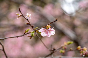 里山にほころぶ早咲きの桜