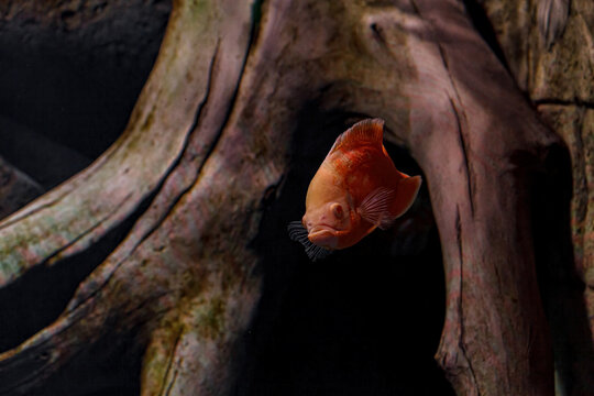 Underwater photography of Oscar fish (fish)