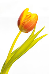 Tulip on a white background