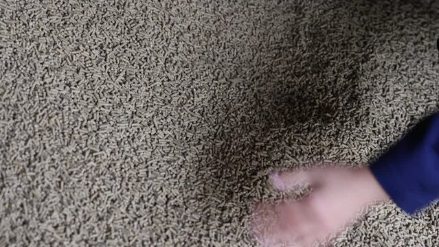 Closeup of handful of soy flour in female hands. Concept of organic supplement in production of compound feed for livestock animals. High quality 4k footage