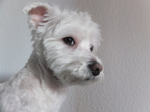 Bichon Maltes