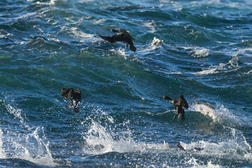 European shag (Phalacrocorax aristotelis)