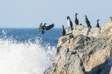 European shag (Phalacrocorax aristotelis)