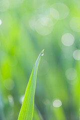 Fresh green grass with dew drops . Nature background. Abstract blurry background. 