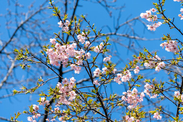 満開の大漁桜