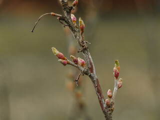 spring in nature, the first green buds appear on trees and bushes, a branch on a green and brown background