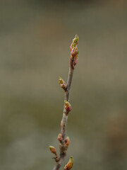 spring in nature, the first green buds appear on trees and bushes, a branch on a green and brown background