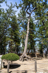 根上山の根上松