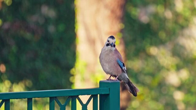 Eurasian jay (Garrulus glandarius) perching on a tree