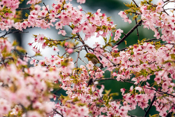 桜の花の蜜を吸いに来たメジロ