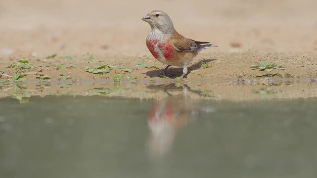 Male Common Linnet (Linaria cannabina) drinking from a puddle of water in the desert