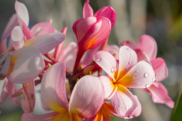 Plumeria flowers are commonly found in southeast Asian countries such as Singapore, Thailand and Indonesia, and Hawaii.