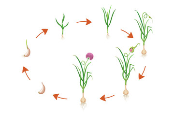 Fototapeta na wymiar Garlic growth cycle. Vector illustration of bulbous plant development infographic. Sequential process of growing leafy vegetables