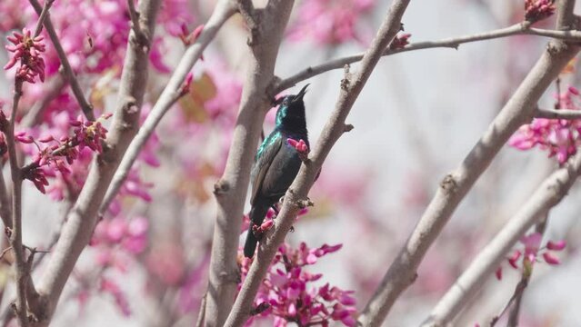 Male Palestine Sunbird (Cinnyris osea) Orange-tufted Sunbird on Judas-tree
