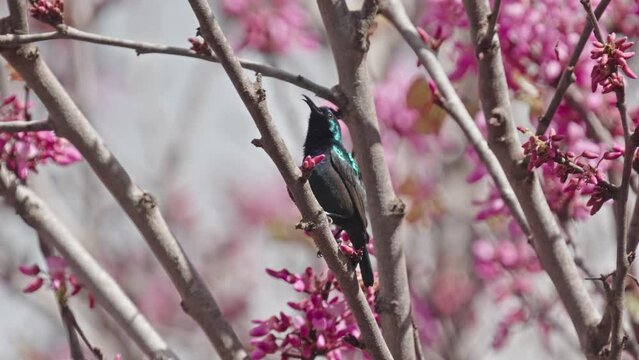 Male Palestine Sunbird (Cinnyris osea) Orange-tufted Sunbird on Judas-tree
