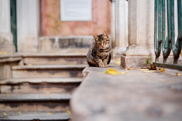 Outdoor portrait of small shorthair stripped cat.