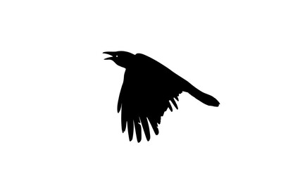 Obraz premium raven silhouette vector