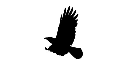 crow silhouette vector