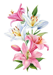 Pink and white flower. Bouquet of flowers lilies, watercolor botanical illustration, lily on isolated white background
