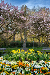 Obraz premium Magnolien