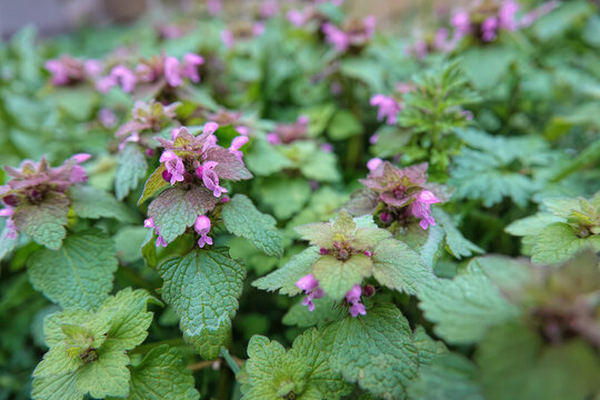 Wide angle closeup on a purple archangel, dead-nettle, Lamium purpureum