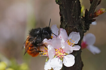 Closeup on a female European orchard mason bee, Osmia cornuta, drinking nectar from a white cherry...