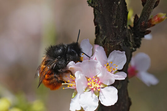 Closeup on a female European orchard mason bee, Osmia cornuta, drinking nectar from a white cherry flower