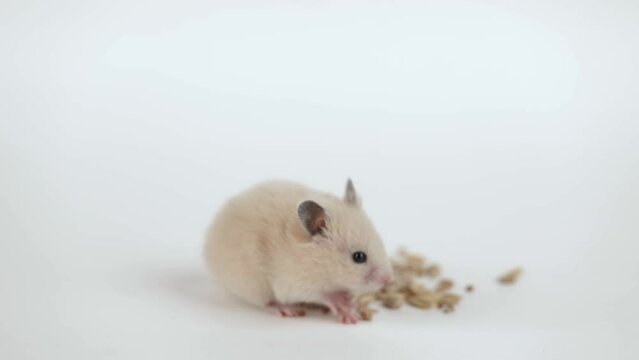 a small brown hamster eats grains on a light background